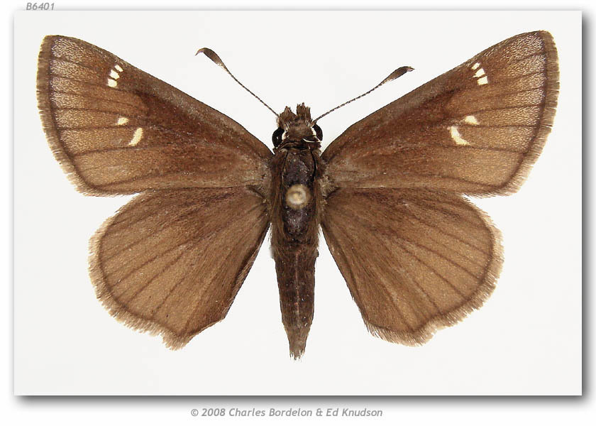 Dusted Skipper