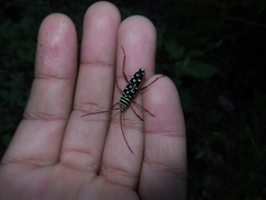 Placosternus guttatus