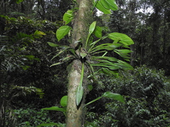 Acianthera sicaria