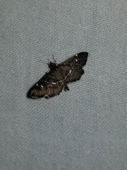 Diathrausta reconditalis