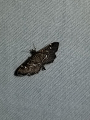 Diathrausta reconditalis