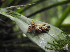 Acianthera sicaria