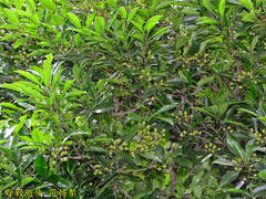 Ilex uraiensis
