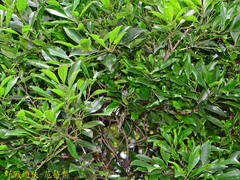 Ilex uraiensis