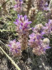 Lupinus lepidus ashlandensis
