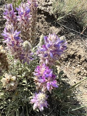 Lupinus lepidus ashlandensis