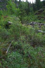 Peucedanum morisonii