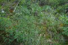 Peucedanum morisonii