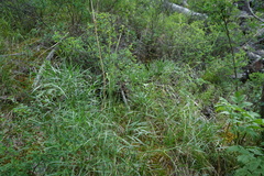 Peucedanum morisonii