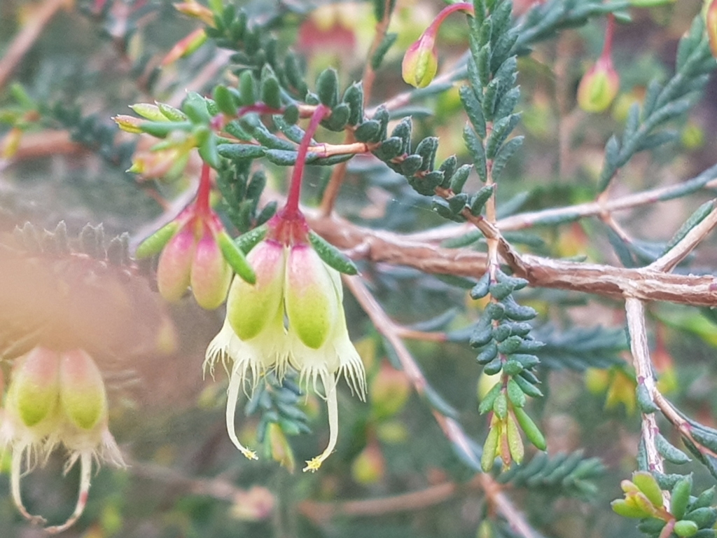 Homoranthus darwinioides