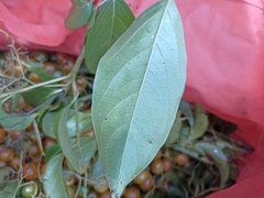 Cordia stenoclada