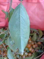 Cordia stenoclada