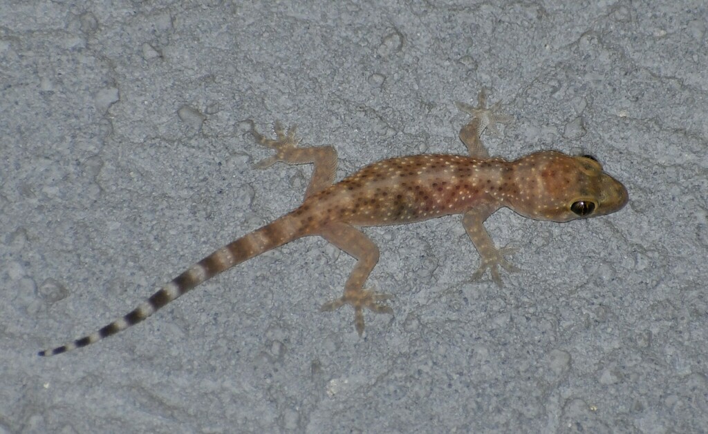 Mediterranean House Gecko from South Side, Corpus Christi, TX, USA on ...