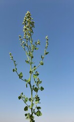 Chenopodium opulifolium