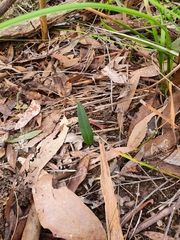 Cryptostylis subulata