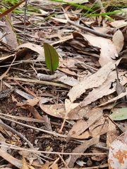 Cryptostylis subulata