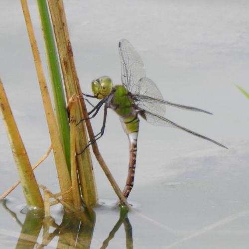 Pale-spotted Emperor