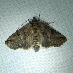 Abrostola urentis