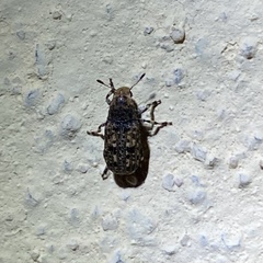 Euparius subtesselatus