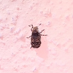 Euparius subtesselatus