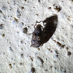 Euparius subtesselatus