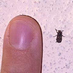 Euparius subtesselatus