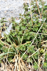 Urtica hyperborea