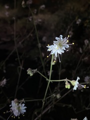 Mirabilis linearis linearis