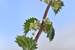 Urtica hyperborea