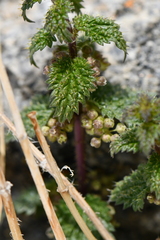 Urtica hyperborea