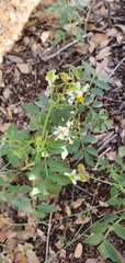 Solanum jamesii