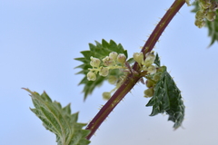 Urtica hyperborea