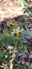 Solanum jamesii