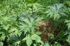 Aconitum septentrionale