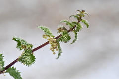 Urtica hyperborea