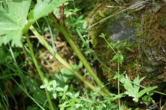 Aconitum septentrionale