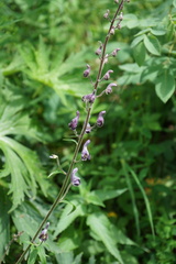Aconitum septentrionale