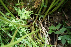 Aconitum septentrionale
