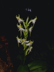 Habenaria gibsonii