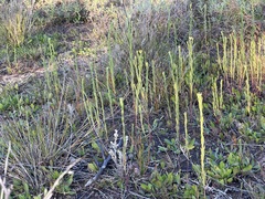 Pimelea simplex
