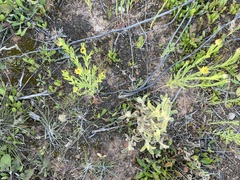 Pimelea simplex
