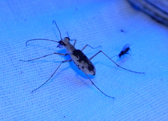 Ellipsoptera hirtilabris