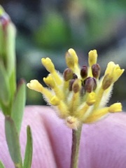 Pimelea simplex