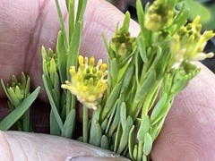 Pimelea simplex