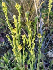 Pimelea simplex