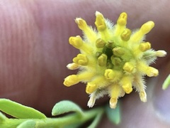 Pimelea simplex