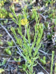 Pimelea simplex