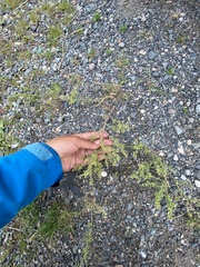 Lepidium ramosissimum
