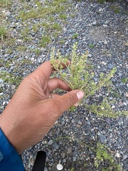 Lepidium ramosissimum