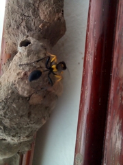 Sceliphron asiaticum